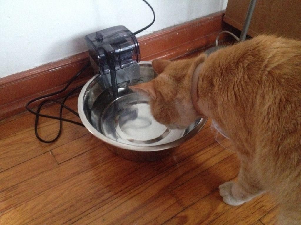 Bubbler Water Fountain for Cats