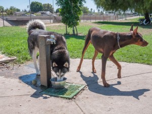 Dog Drinking Fountains for Parks