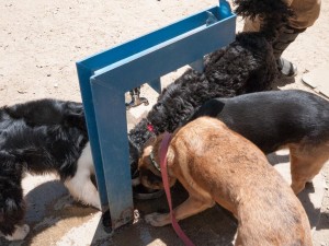 Dogs Drinking Water Fountains