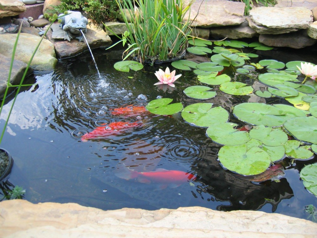 Fish Pond Fountain