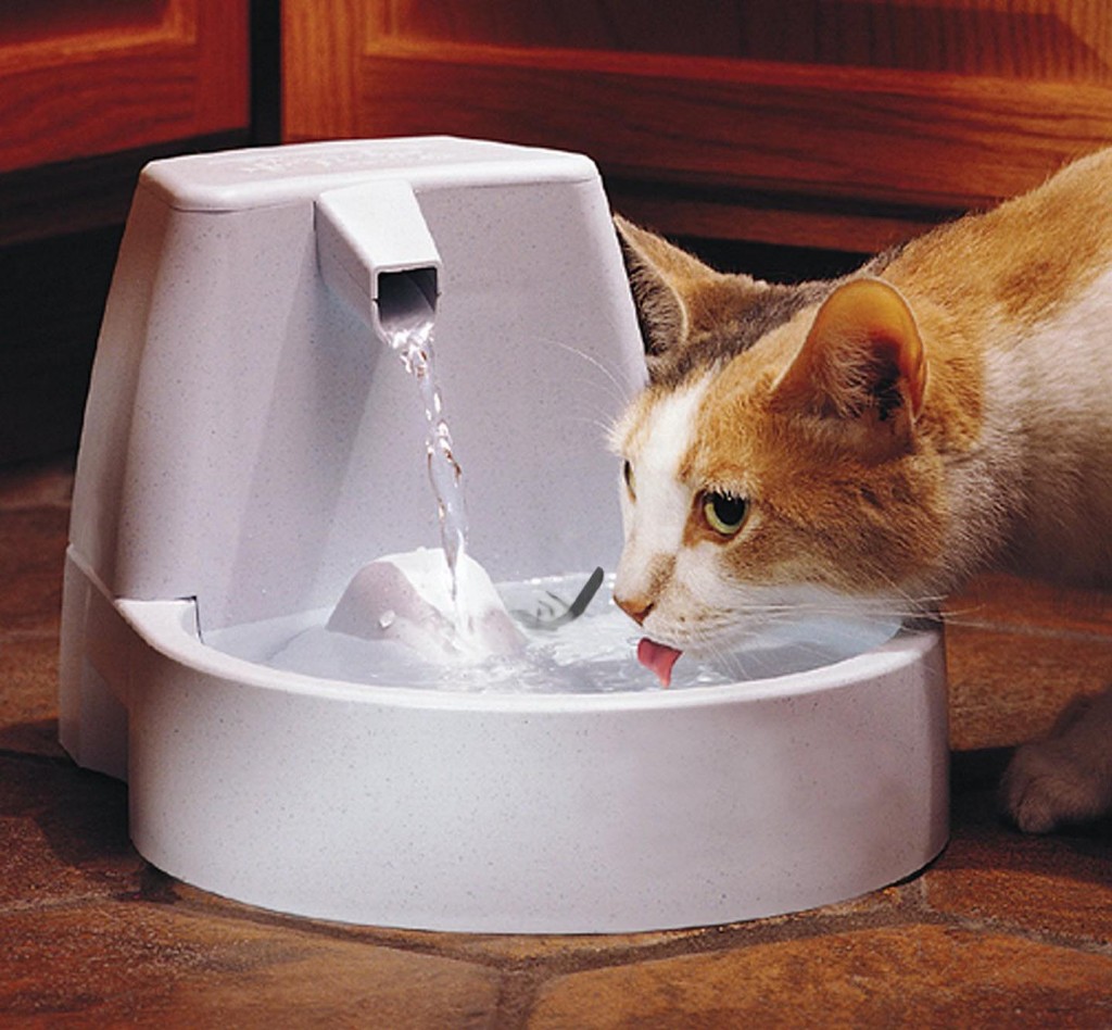 how-to-make-a-cat-water-fountain-fountain-design-ideas