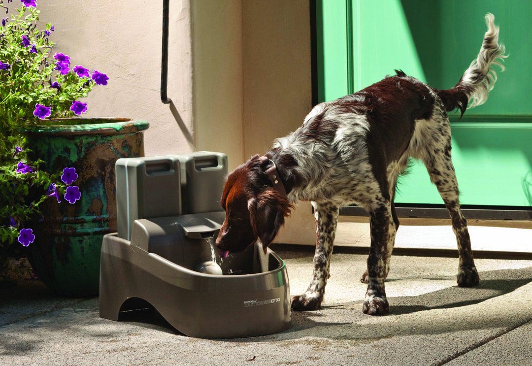 Outdoor Dog Drinking Fountains